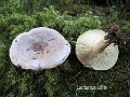 Lactarius utilis-amf2049